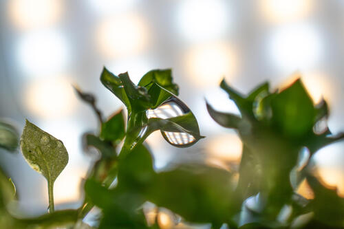 Weeds macro